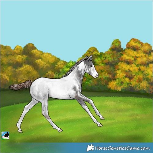 Horse Color:White Spotted Liver Chestnut Sabino Appaloosa 