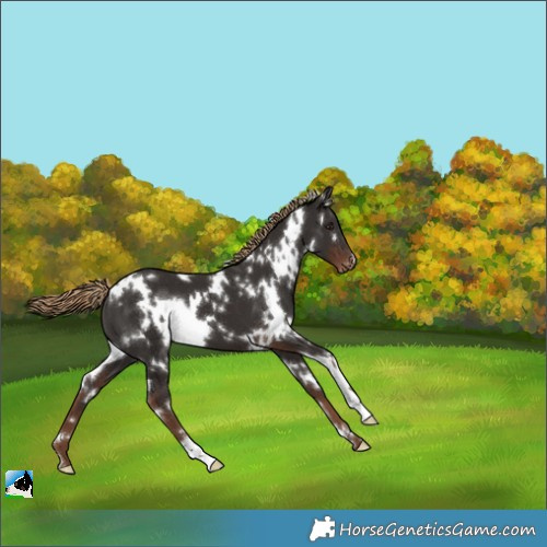 Horse Color:White Spotted Liver Chestnut Varnish 
