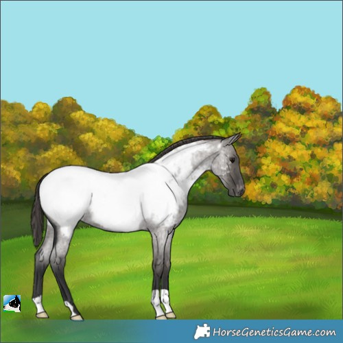Horse Color:Grullo Roan Snowcap 