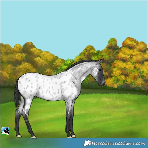 Horse Color:Blue Roan Blanket 