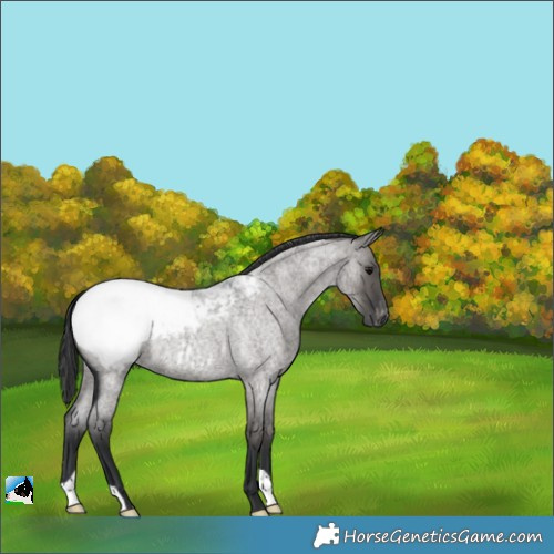 Horse Color:Grullo Roan Appaloosa 