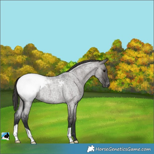 Horse Color:Grullo Roan Appaloosa 