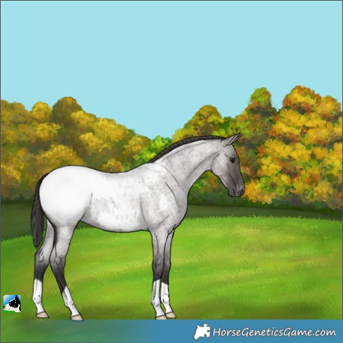 Horse Color:Grullo Roan Varnish 