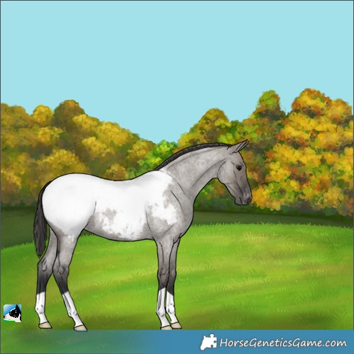 Horse Color:Grullo Roan Appaloosa 