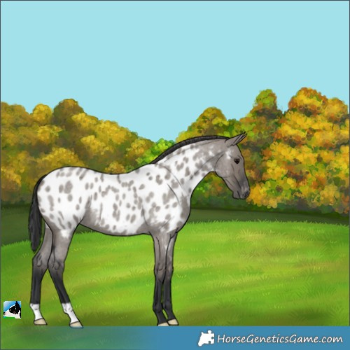 Horse Color:Grullo Roan Appaloosa 