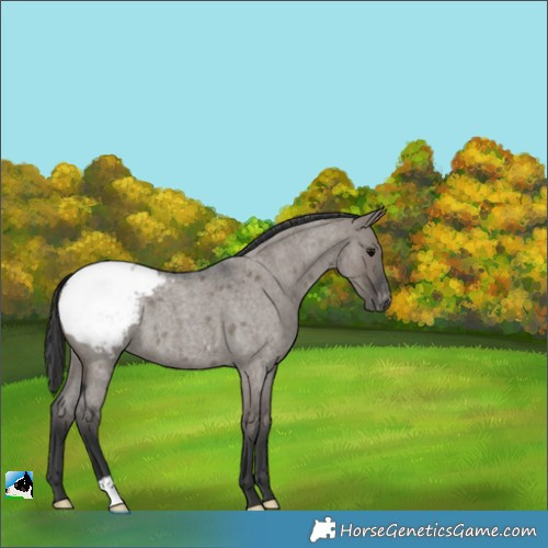 Horse Color:Grullo Roan Appaloosa 
