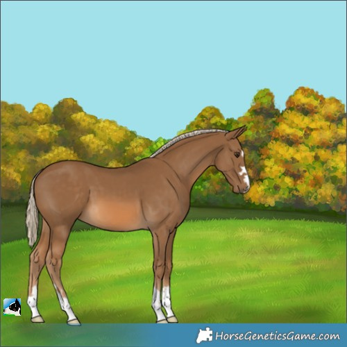 Horse Color:Chocolate Palomino 