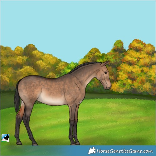 Horse Color:Brown Dun 