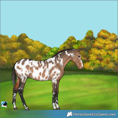 Horse Color:White Spotted Brown Dun Appaloosa 