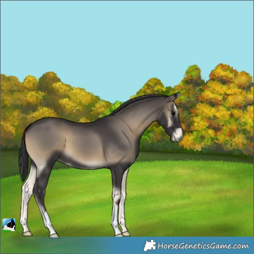 Horse Color:Smoky Blue Onyx 