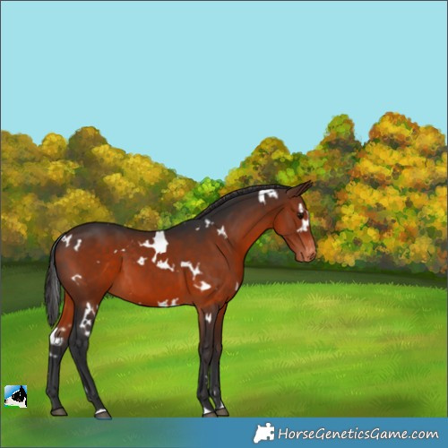 Horse Color:White Spotted Brown Appaloosa