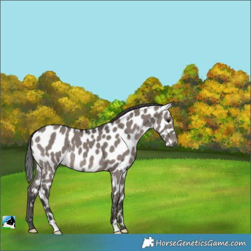 Horse Color:Grullo Appaloosa