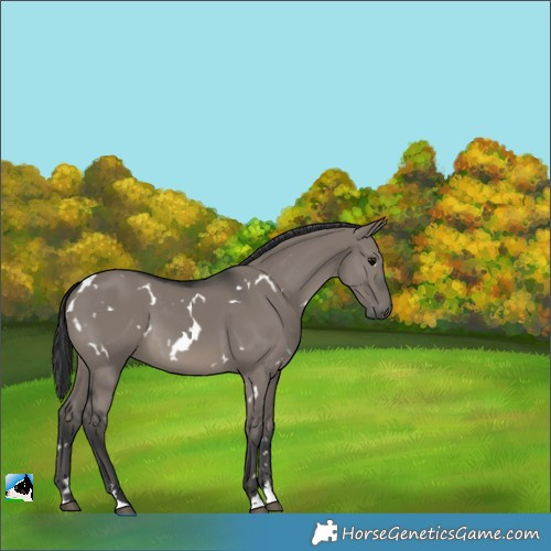 Horse Color:White Spotted Grullo 