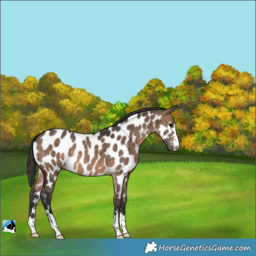 Horse Color:Brown Dun Appaloosa 