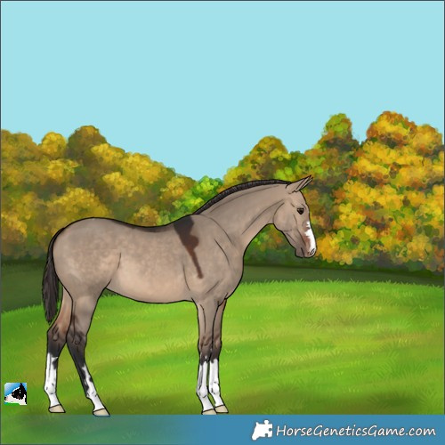 Horse Color:Brown Dun Appaloosa 