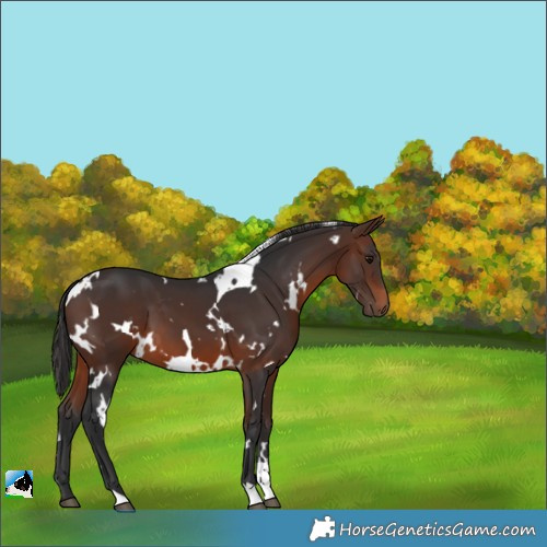 Horse Color:White Spotted Brown 