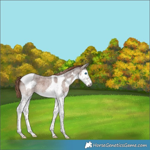Horse Color:Gray Liver Red Roan Splash Tobiano 
