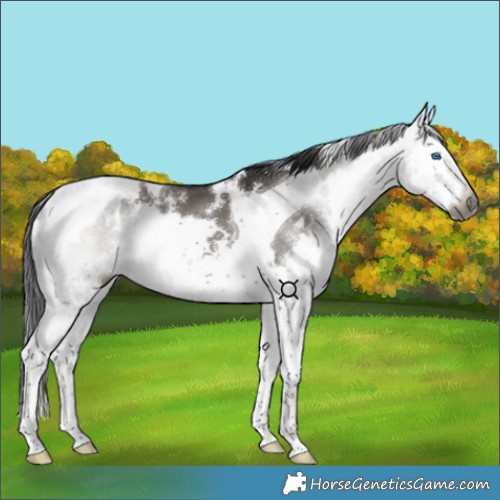 Horse Color:Gray White Spotted Grullo Splash Tobiano 