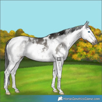 Horse Color:Gray White Spotted Grullo Splash Tobiano 
