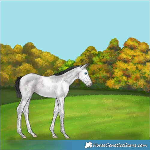 Horse Color:Gray Grullo Roan Splash Tobiano 