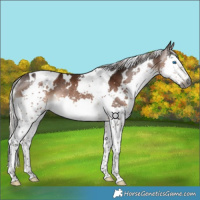 Horse Color:Gray White Spotted Silver Bay Splash Tobiano Rabicano 