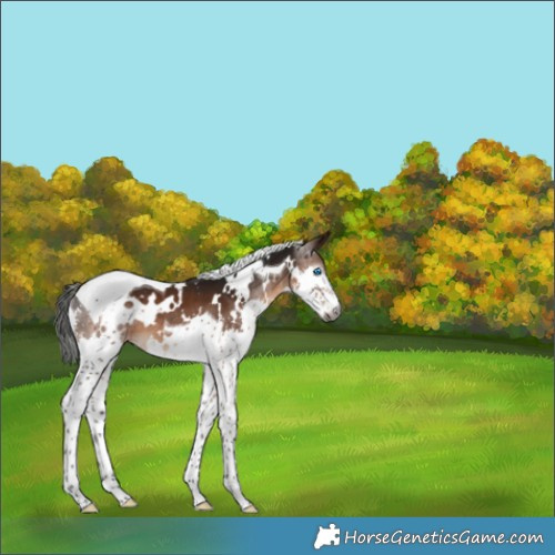 Horse Color:Gray White Spotted Bay Splash Tobiano 