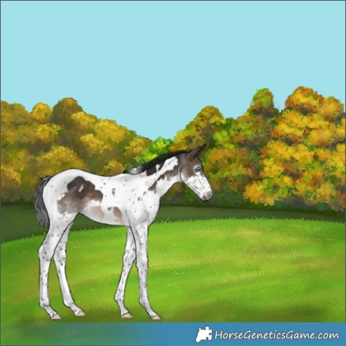 Horse Color:Gray White Spotted Brown Dun Splash Tobiano 