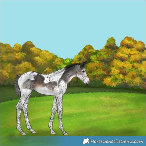 Horse Color:Gray Brown Sabino Splash Tobiano Varnish Rabicano 