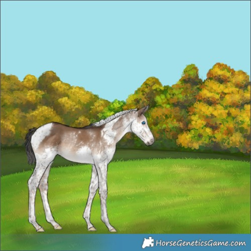 Horse Color:Gray White Spotted Liver Red Dun Splash Tobiano Appaloosa Rabicano 