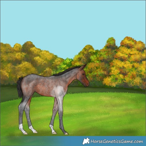 Horse Color:Bay Roan 