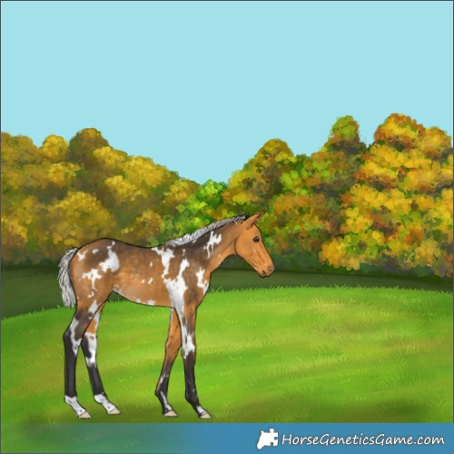 Horse Color:White Spotted Silver Buckskin 