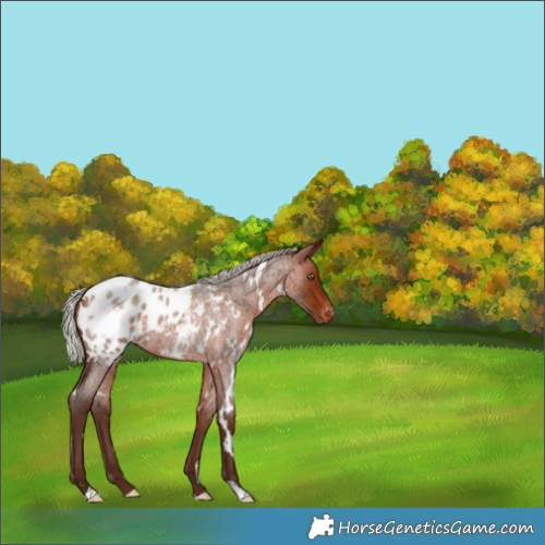 Horse Color:White Spotted Silver Bay Roan Appaloosa 