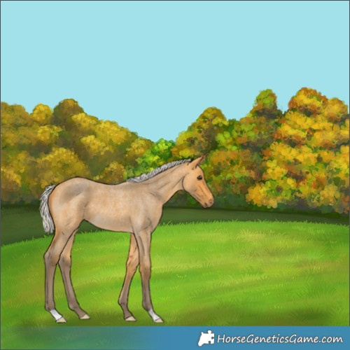 Horse Color:Silver Buckskin Roan 