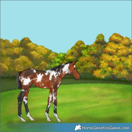 Horse Color:White Spotted Bay 