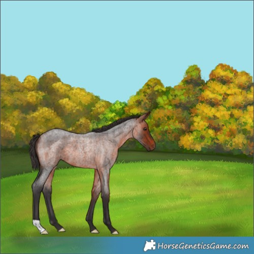 Horse Color:Bay Roan 