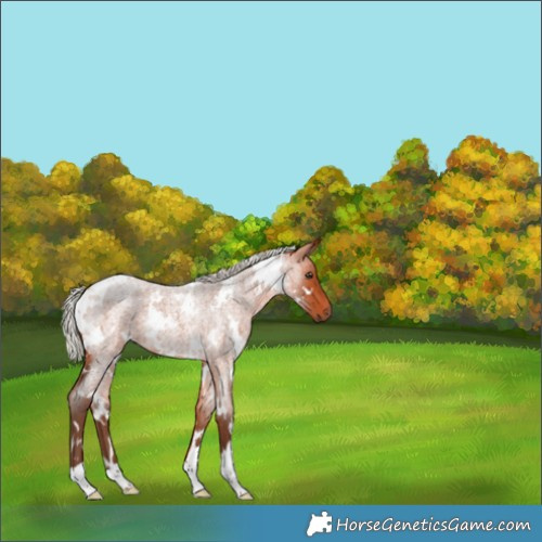 Horse Color:White Spotted Silver Bay Roan 