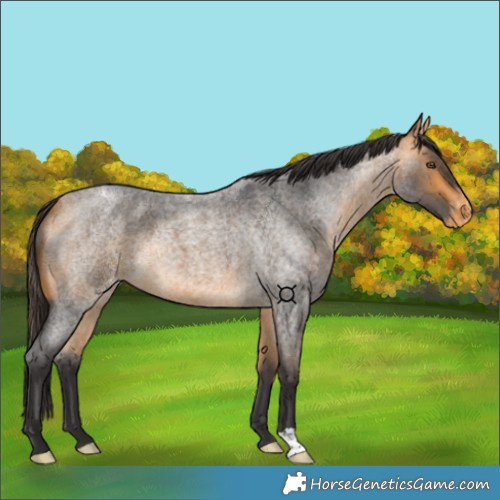 Horse Color:Buckskin Roan Varnish 