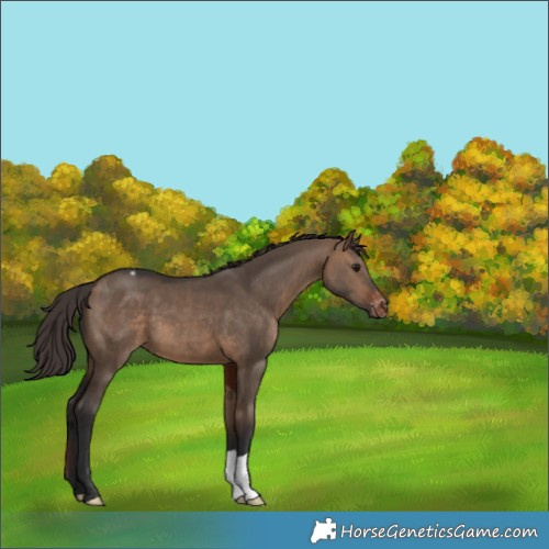 Horse Color:Brown Dun Appaloosa 