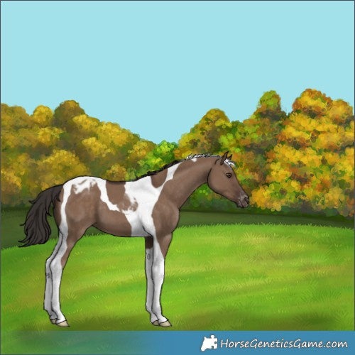 Horse Color:Liver Red Dun Tobiano Appaloosa