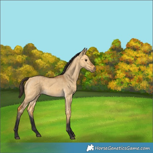 Horse Color:Buckskin Dun Brindle 
