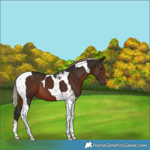 Horse Color:Liver Chestnut Tobiano 