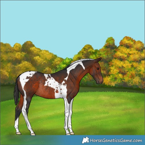 Horse Color:Brown Tobiano Rabicano