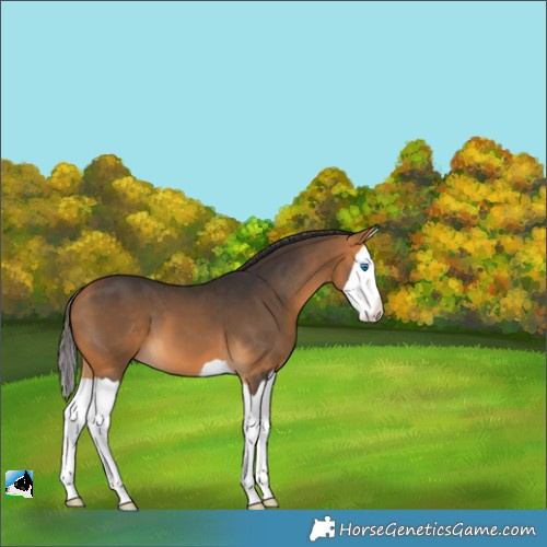 Horse Color:Buckskin Splash 