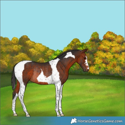 Horse Color:Bay Tobiano Rabicano 