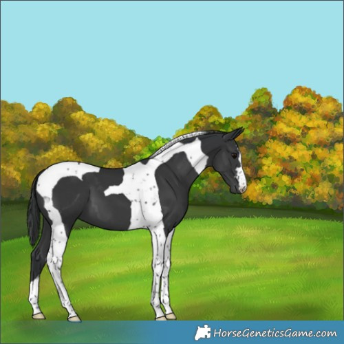 Horse Color:Black Tobiano 