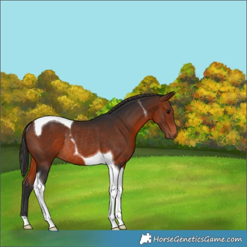 Horse Color:Bay Tobiano Rabicano 