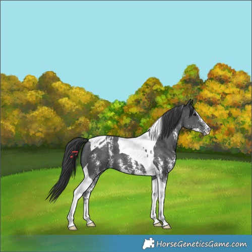 Horse Color:Black Sabino Tobiano Appaloosa 