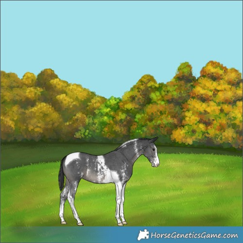 Horse Color:Black Sabino Tobiano Appaloosa 