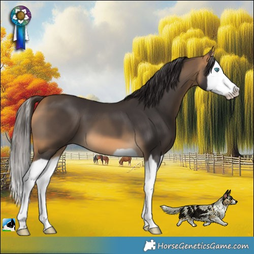 Horse Color:Buckskin Splash 