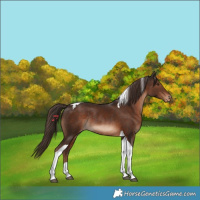 Horse Color:Liver Chestnut Tobiano Varnish Rabicano